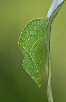 Hackberry Emperor chrysalis